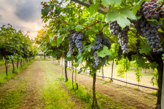 Tracing CO2 Origins in Winemaking