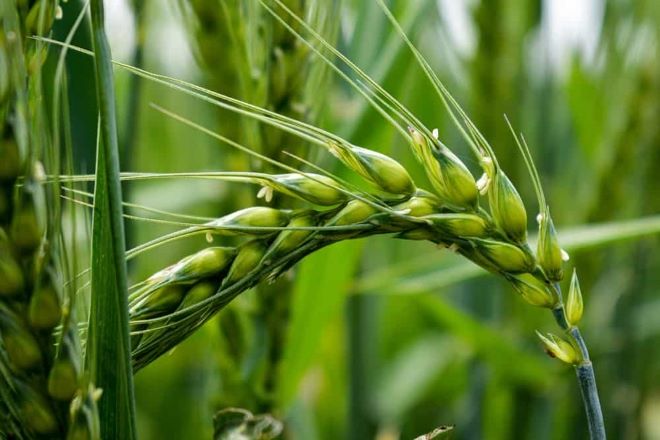 Beer and Wine Sustainability Showdown: Tracing the Footprint from Soil to System beer barley