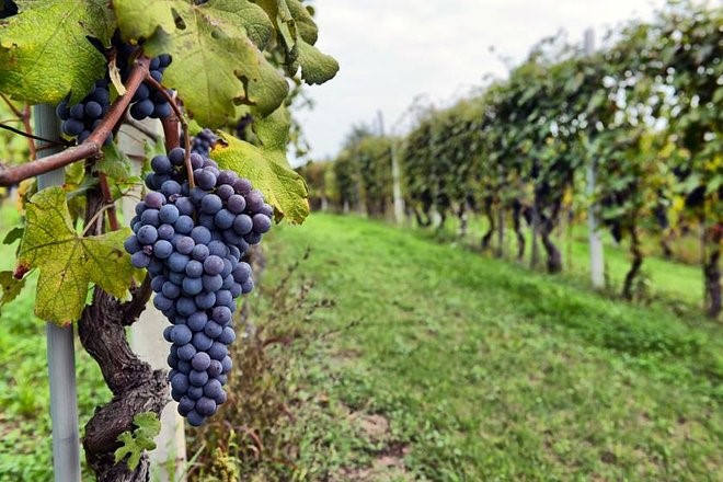 Beer and Wine Sustainability Showdown: Tracing the Footprint from Soil to System vineyard
